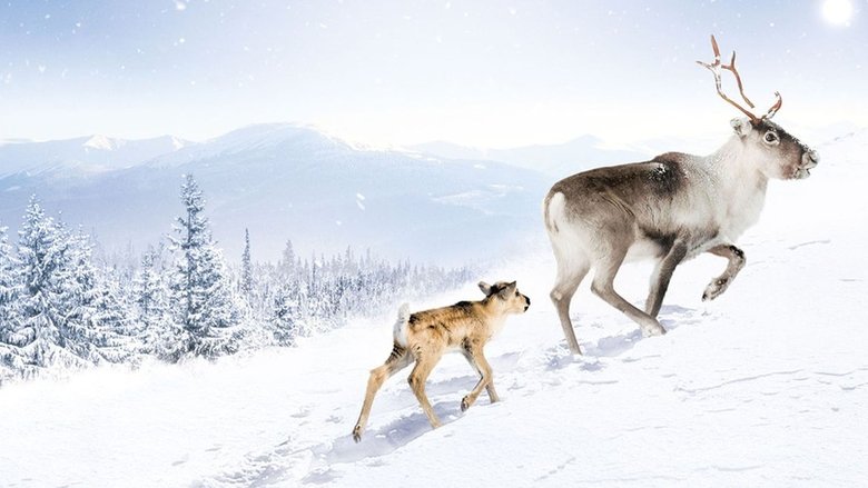 Backdrop image for movie A Reindeer's Journey