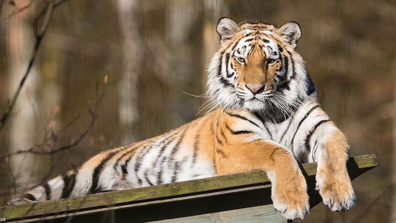 Backdrop image for movie Siberian Tiger, The Secret Kingdom