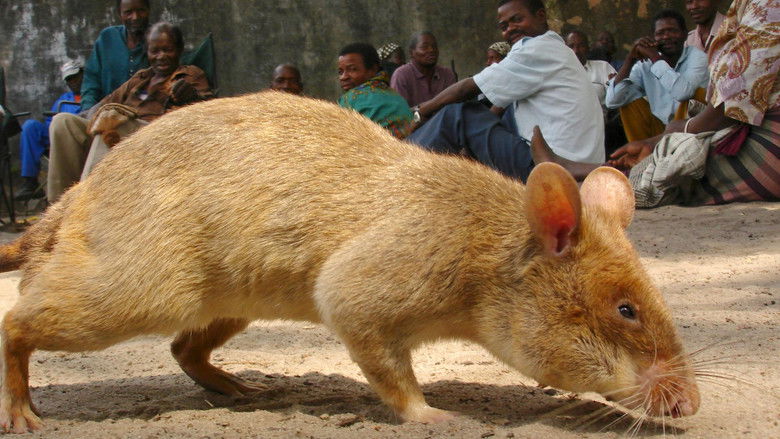 Backdrop image for movie Detecting Danger: Africa's Giant Rats