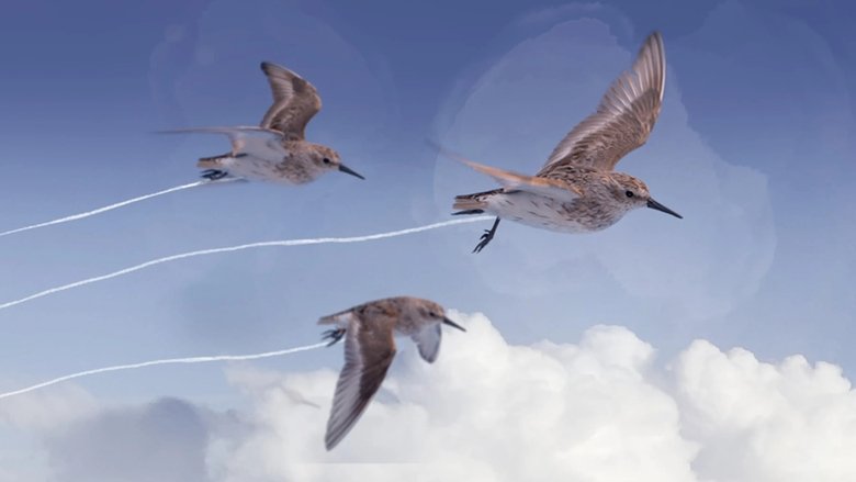 Backdrop image for movie Flyways