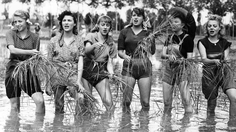 Backdrop image for movie Bitter Rice