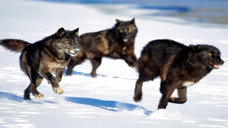 Backdrop image for movie Living with Wolves