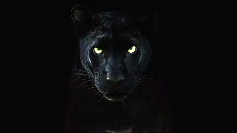 Backdrop image for movie The Real Black Panther