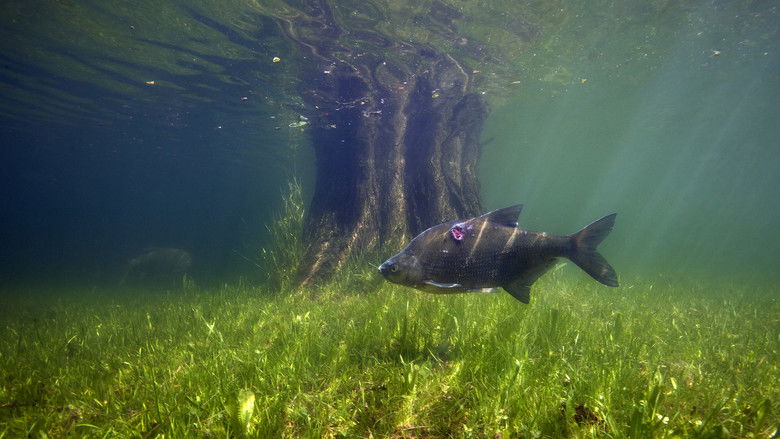 Backdrop image for movie Waves Beneath The Water, Secrets of freshwater life revealed