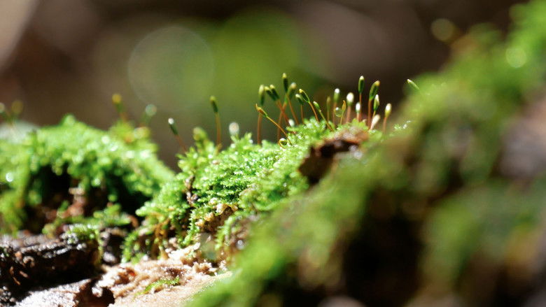 Backdrop image for movie La Voz de la Barranca