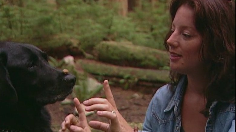 Backdrop image for movie Sarah McLachlan: A Life of Music