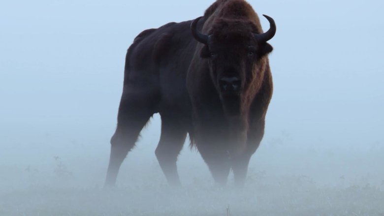 Backdrop image for movie Le Bison d'Europe, colosse de la forêt