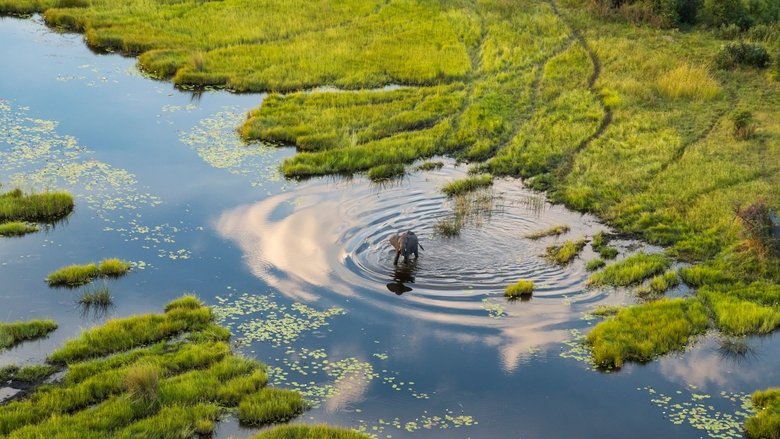 Backdrop image for movie Okavango: A Flood of Life