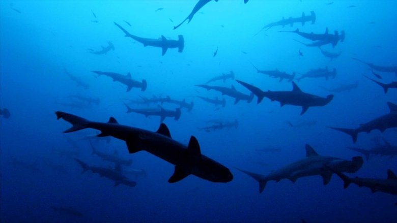 Backdrop image for movie Sharkwater