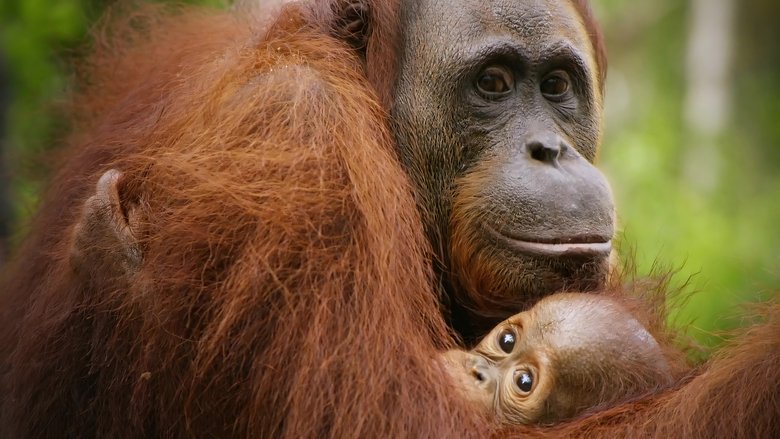 Backdrop image for movie Red Ape: Saving the Orangutan