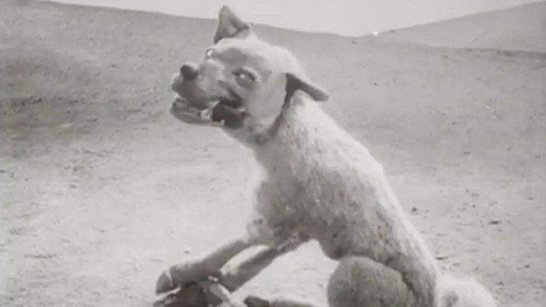 Backdrop image for movie The Wolf and the Crane