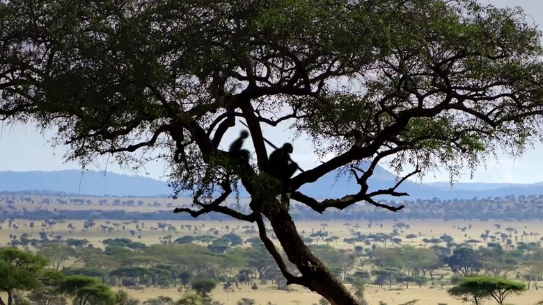 Backdrop image for movie Homo sapiens, the New Origins