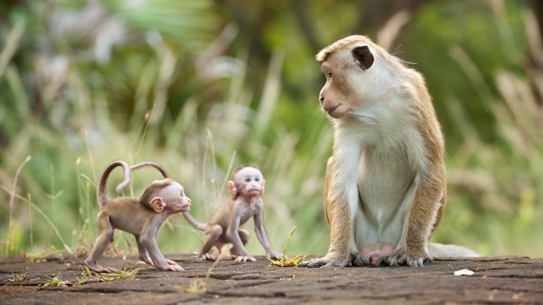 Backdrop image for movie Monkey Kingdom