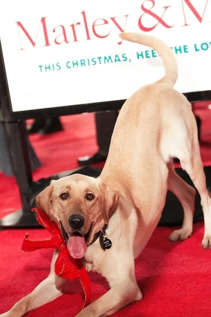 Clyde the Dog Clyde the Dog