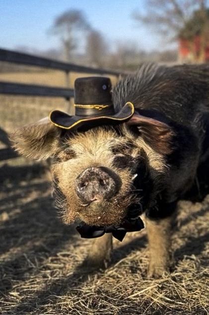 Bashi 'The Pig' Bashi 'The Pig'