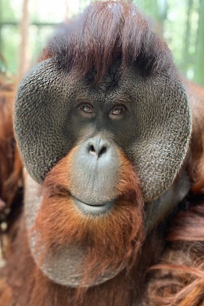 Sam the Orangutan Sam the Orangutan