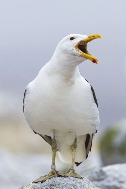 Sully Seagull