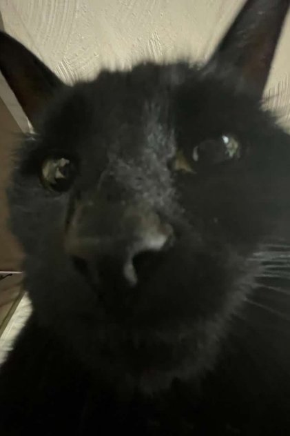 Bagherra The Cat Bagherra The Cat
