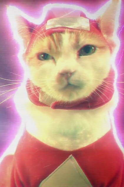 Maya the Cat