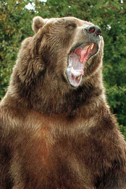 Bart the Bear - 4