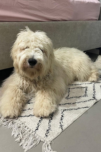 Ollie The Goldendoodle