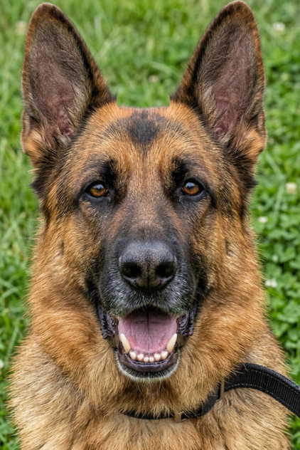 German Shepherd