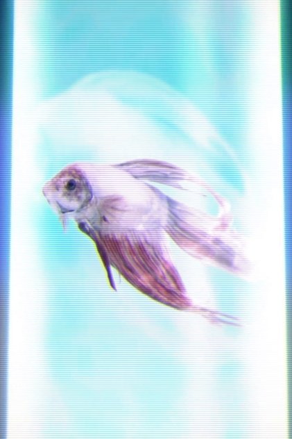 Ziggy the Fish