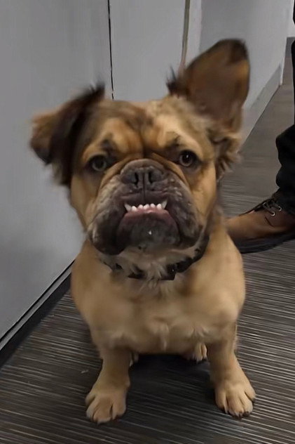 Marvin the Dog
