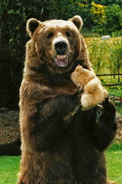 Bart the Bear - 5