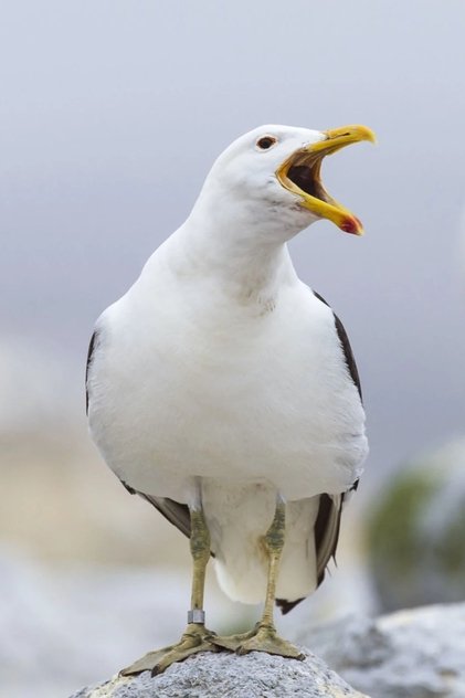 Sully Seagull
