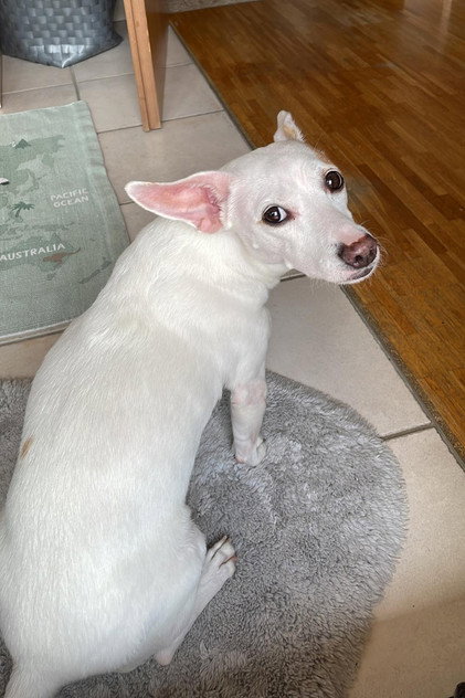 Katy der Wunderhund
