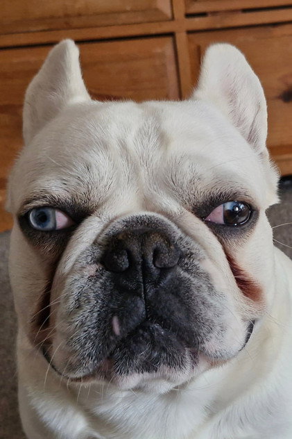 Buddy Stripe