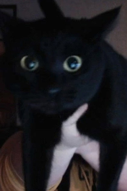 Kitty