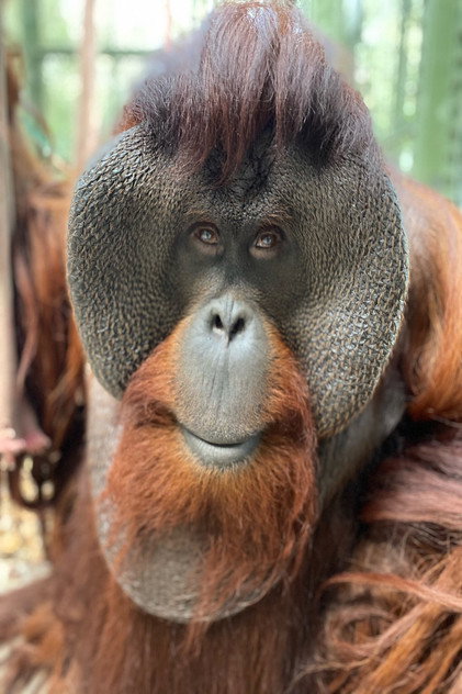 Sam the Orangutan photo 2