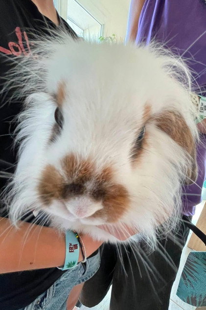 Bernard (lapin)