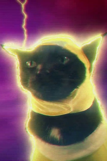 Nos the Cat