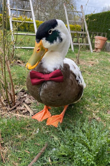 Prins Filip (duck) photo 2