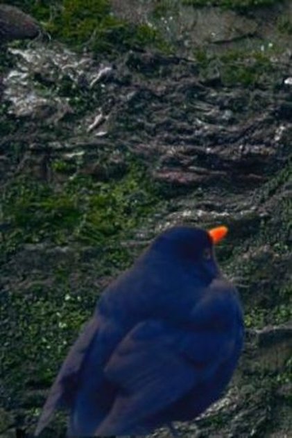 Blackbird