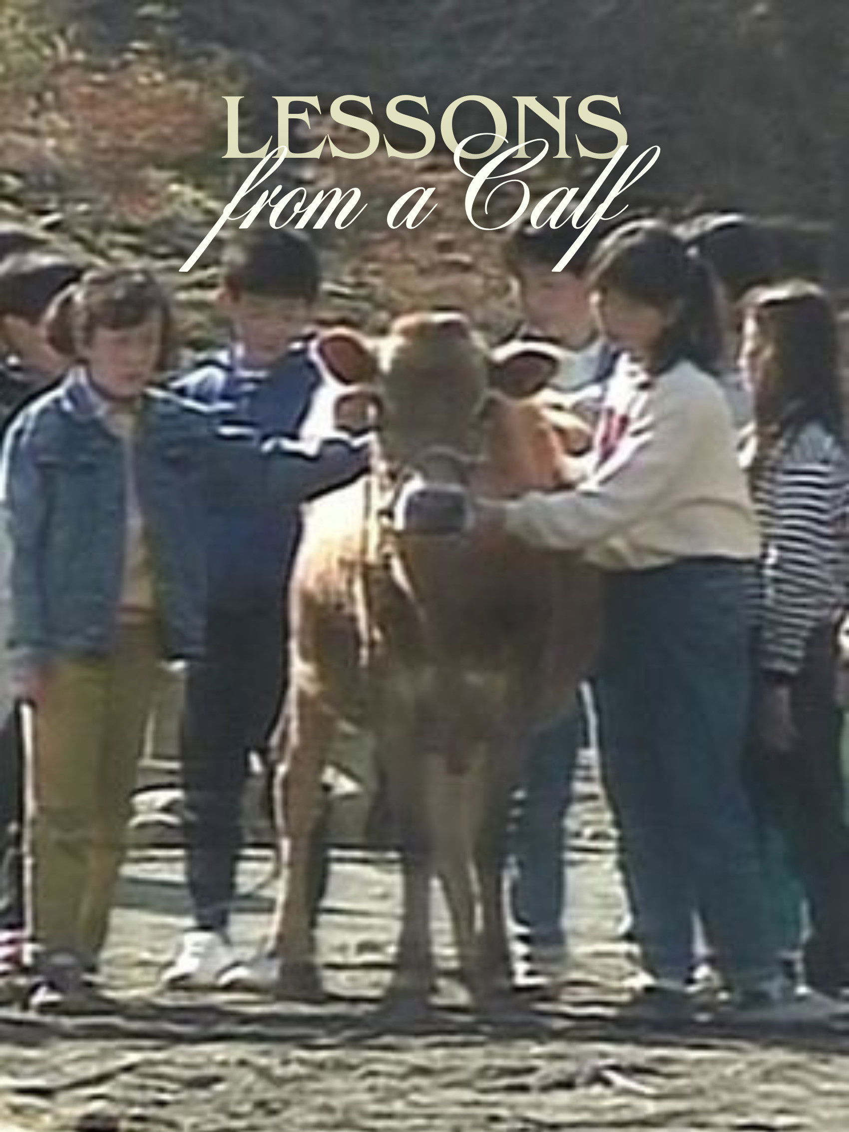 Lessons from a Calf poster