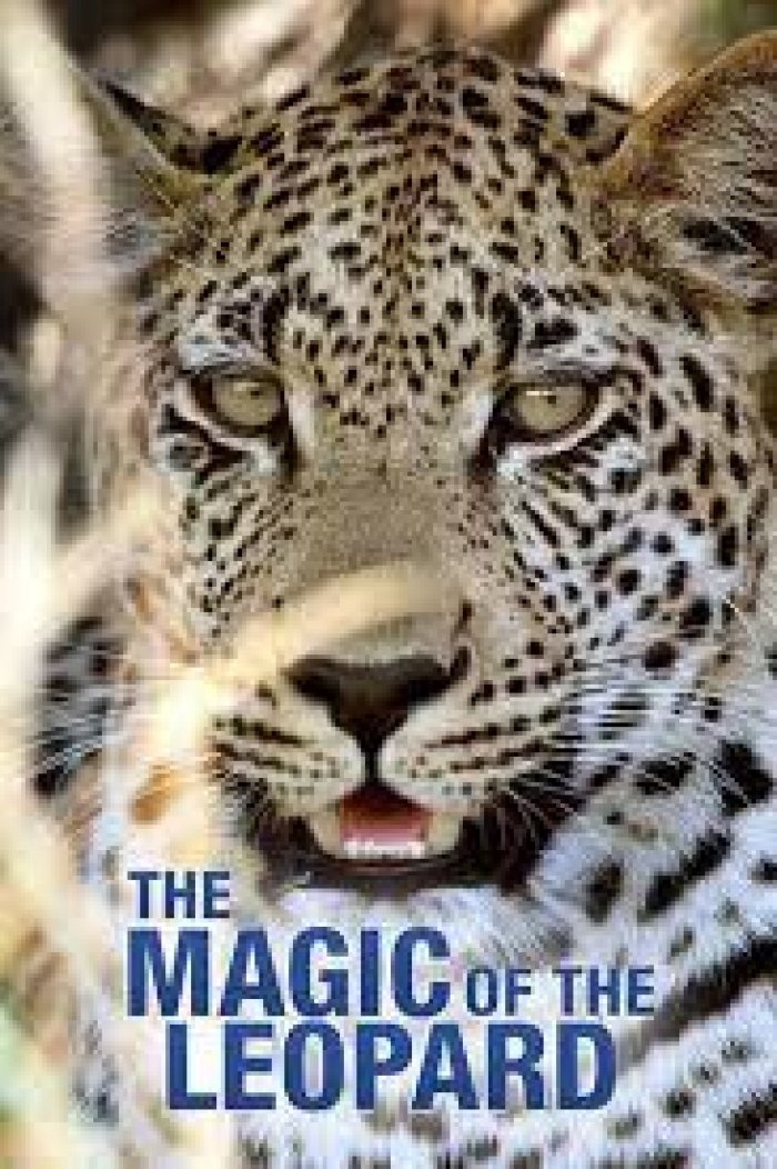 The Magic of the Leopard poster