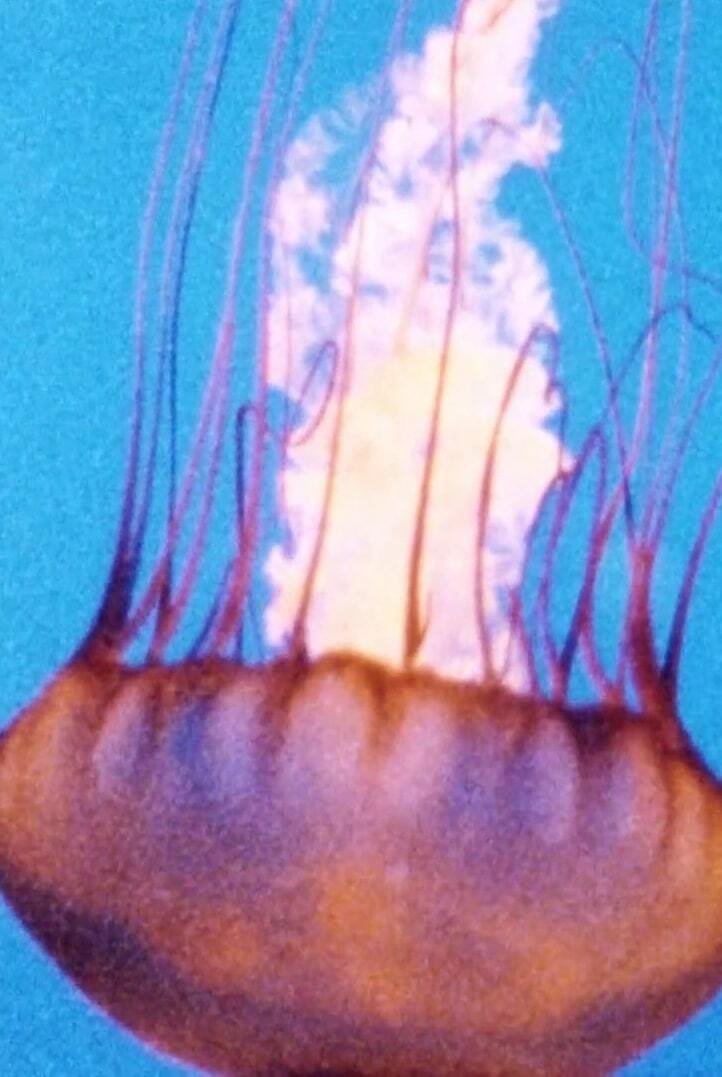 Wind/Water/Wings poster