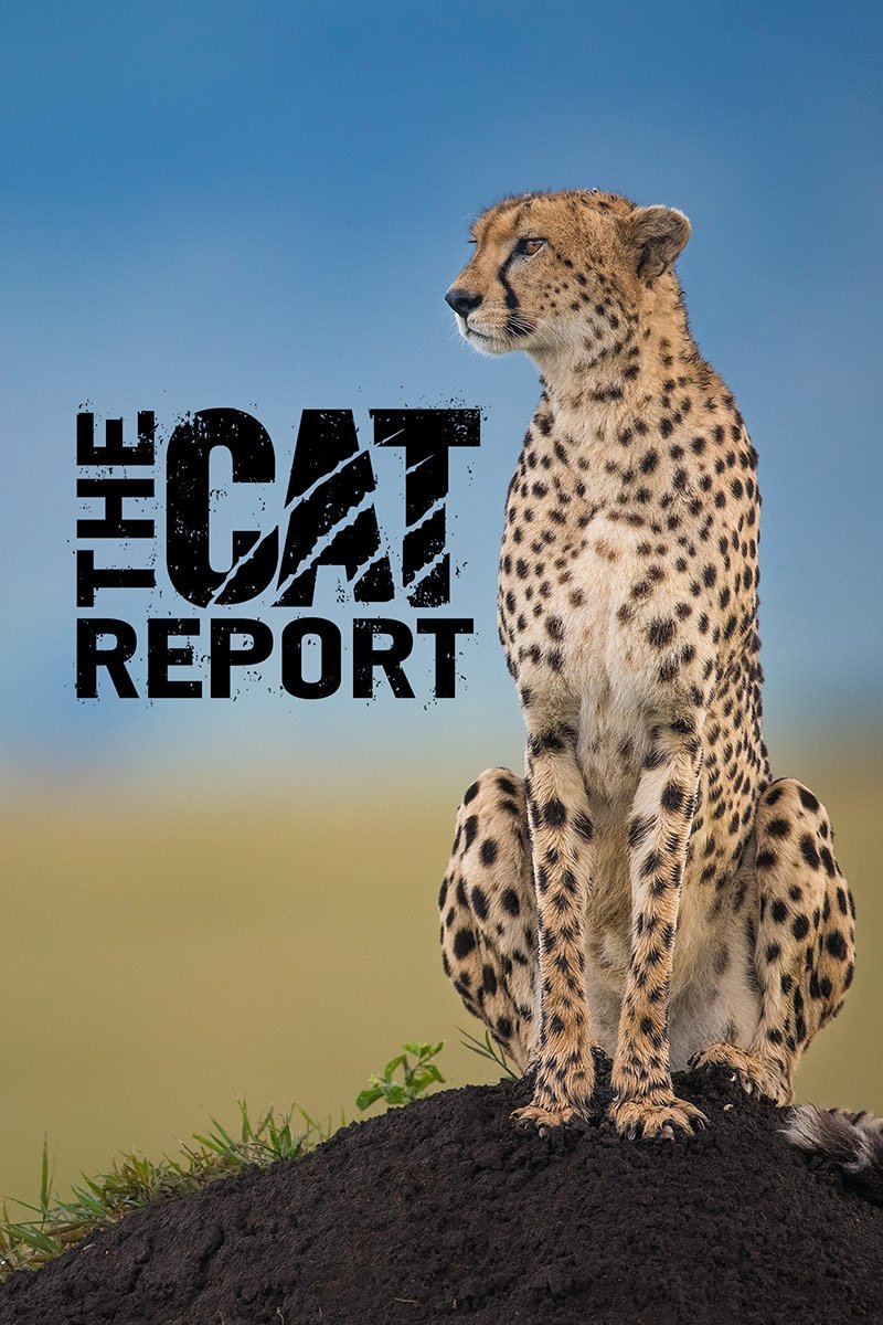 The Cat Report poster