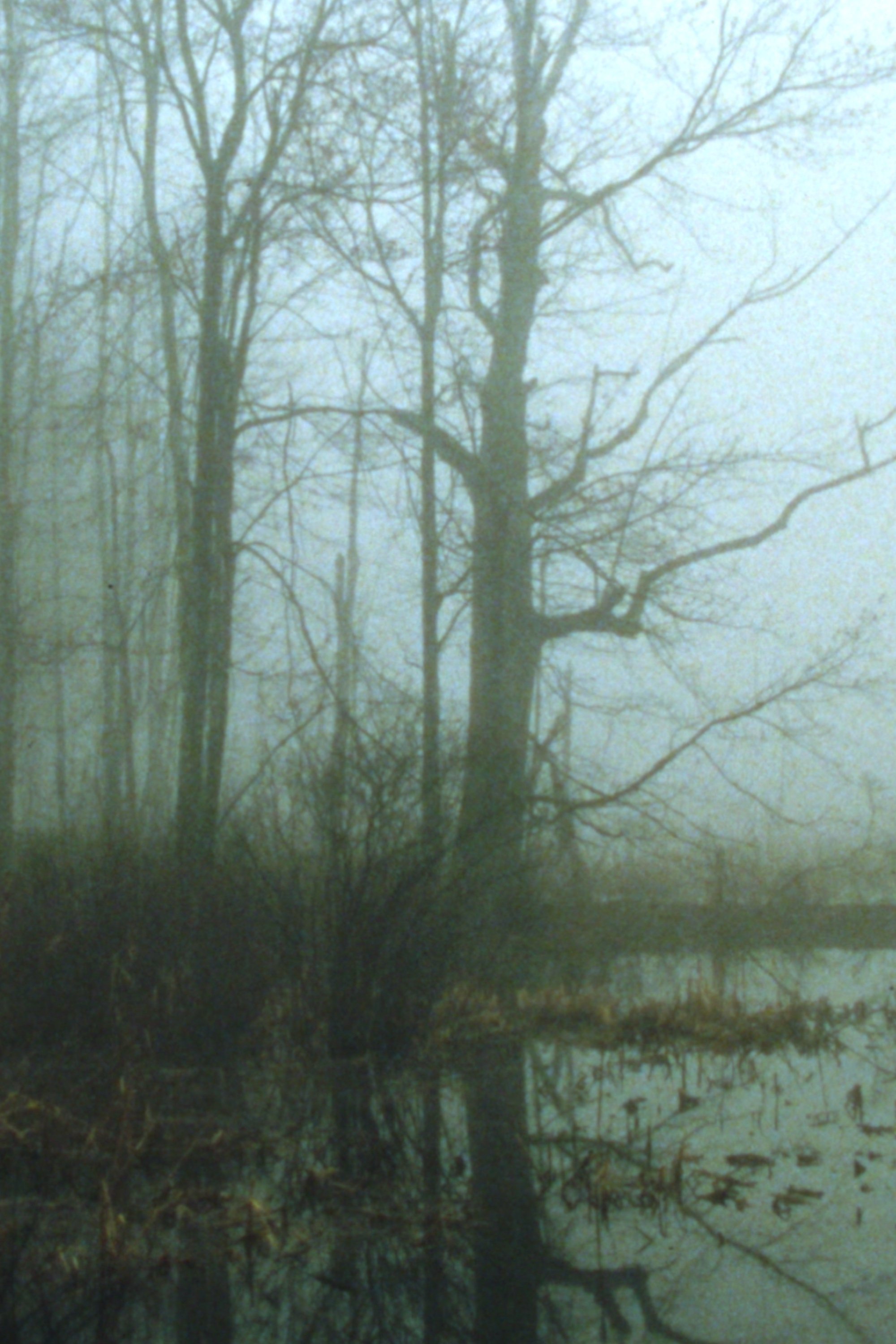 Early Spring Wetlands poster