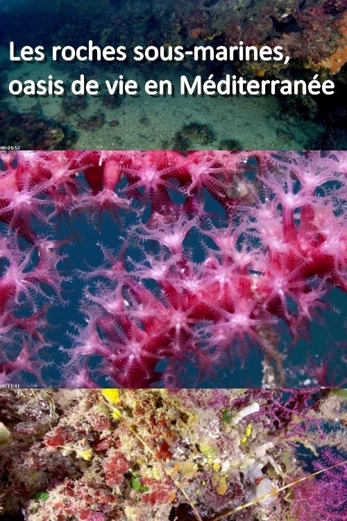Les roches sous-marines, oasis de vie en Méditerranée poster