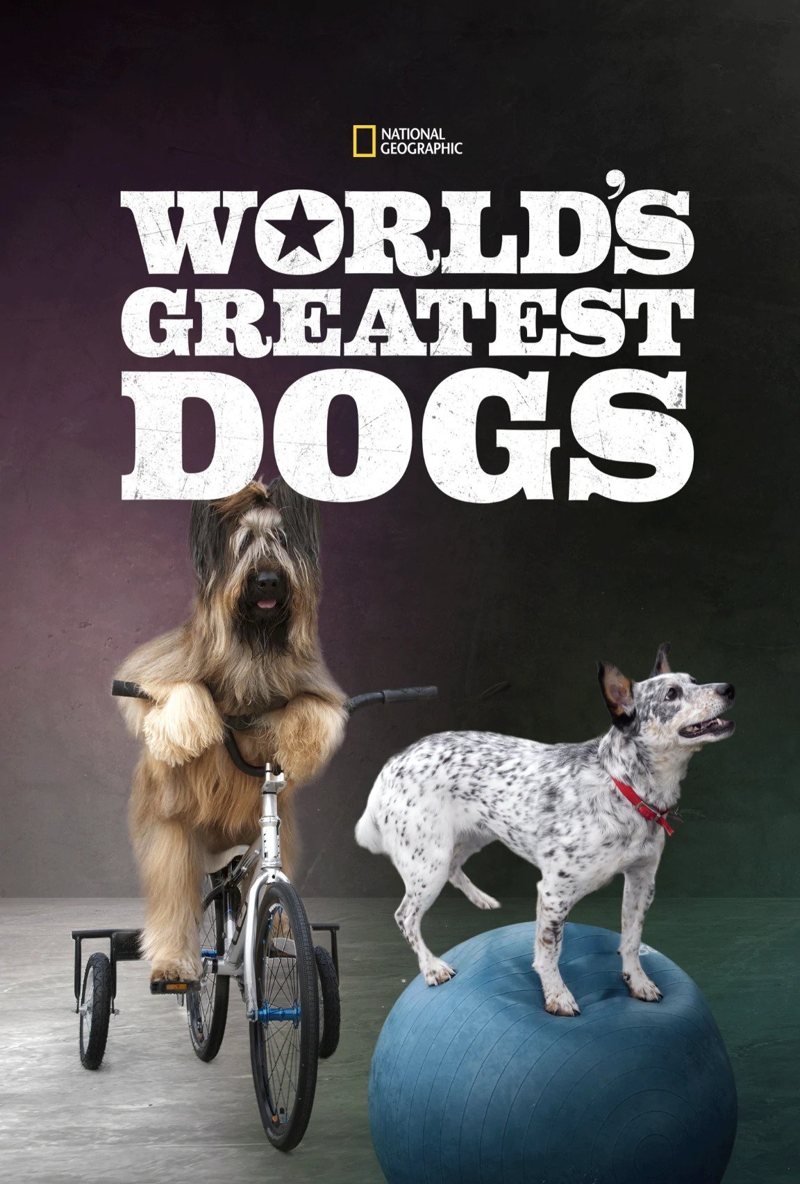 World's Greatest Dogs poster