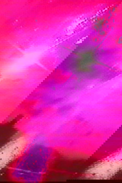 Born In Summer poster