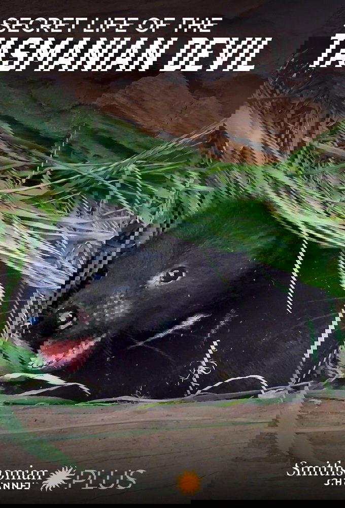 Secret Life Of The Tasmanian Devil poster