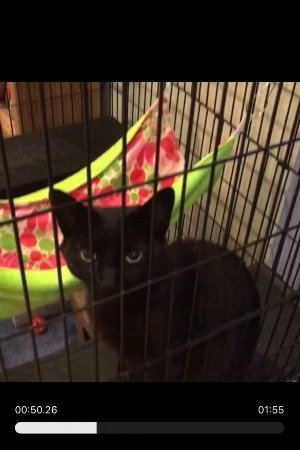 Random Black Cat
