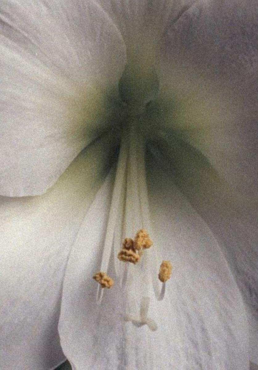 Amaryllis - A Study poster