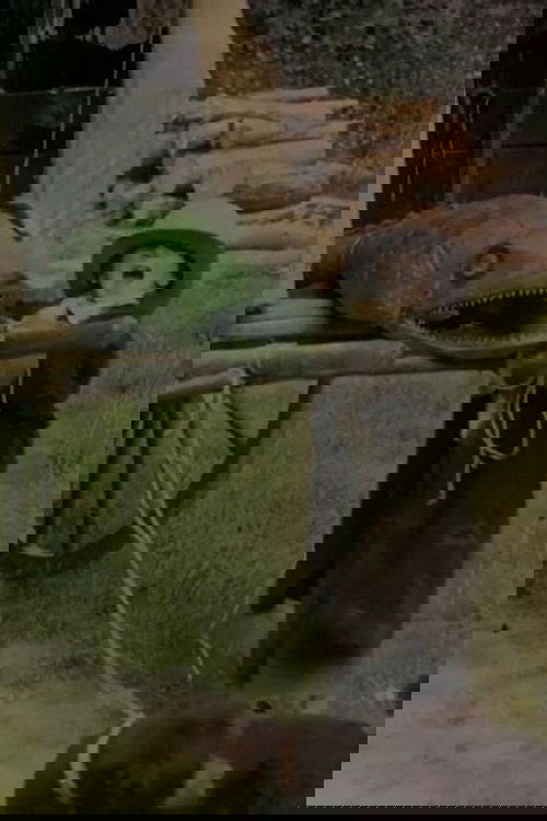 Bout-de-Zan and the Crocodile poster